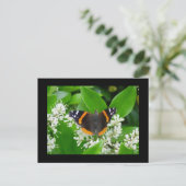Carte Postale Papillon (Debout devant)