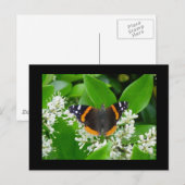 Carte Postale Papillon (Devant / Derrière)