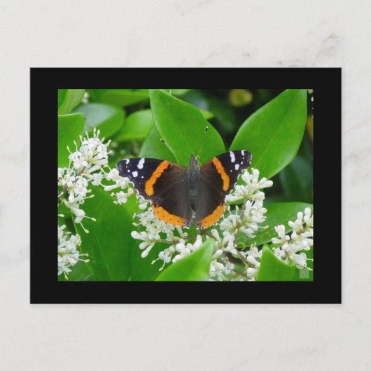 Carte Postale Papillon (Devant)