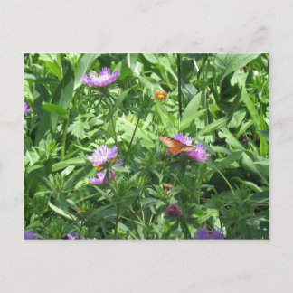 Carte Postale papillon