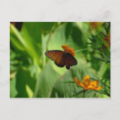 Carte Postale Papillon (Devant)