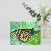 Carte postale papillon (Debout devant)
