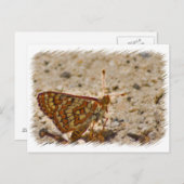 Carte postale papillon (Devant / Derrière)