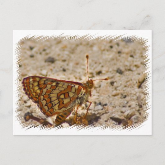 Carte postale papillon (Devant)
