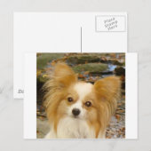 Carte Postale Papillon (Devant / Derrière)