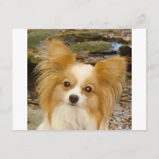 Carte Postale Papillon (Devant)