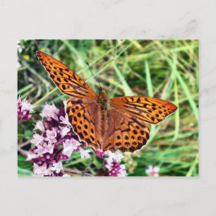 Carte Postale Papillon