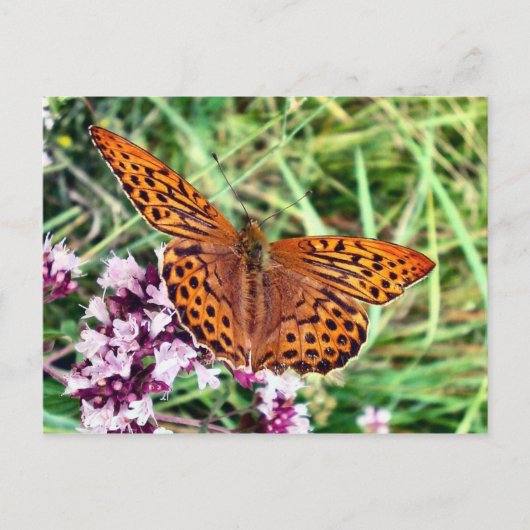 Carte Postale Papillon (Devant)
