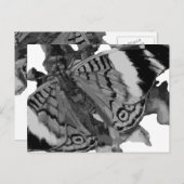 Carte Postale papillon (Devant / Derrière)