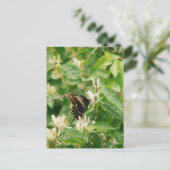 Carte Postale Papillon (Debout devant)