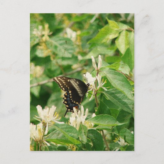 Carte Postale Papillon (Devant)