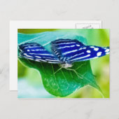 Carte Postale Papillon (Devant / Derrière)
