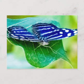 Carte Postale Papillon