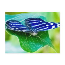 Papillon