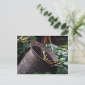 Carte postale papillon (Debout devant)