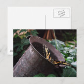 Carte postale papillon (Devant / Derrière)