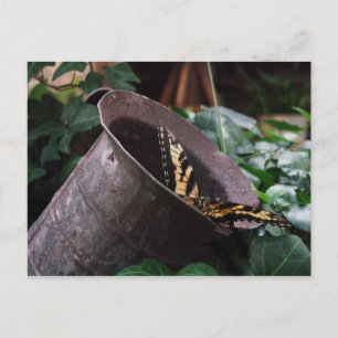 Carte postale papillon