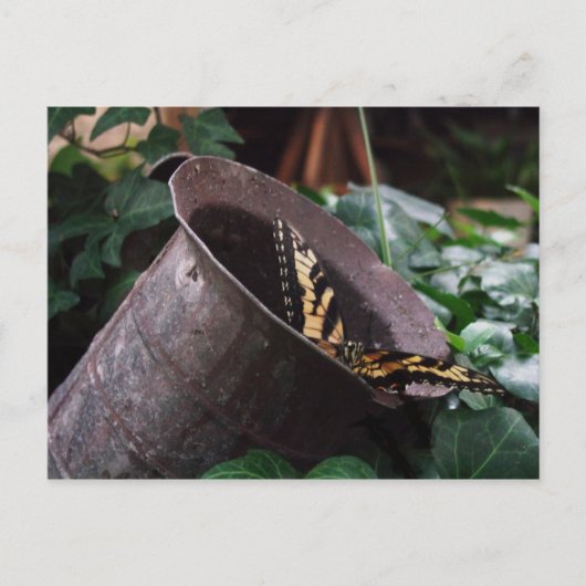 Carte postale papillon (Devant)