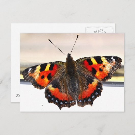 Carte Postale Papillon. (Devant / Derrière)