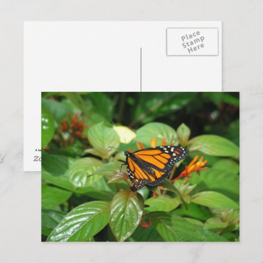 Carte postale papillon (Devant / Derrière)