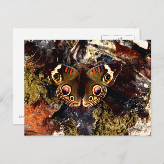 Carte Postale Papillon (Devant / Derrière)