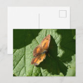Carte Postale Papillon (Devant / Derrière)