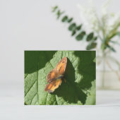 Carte Postale Papillon (Debout devant)