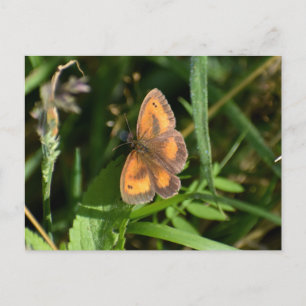 Carte Postale Papillon