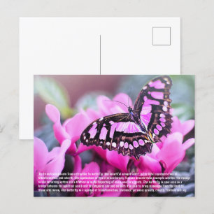 Carte postale papillon