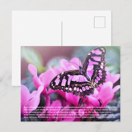 Carte postale papillon (Devant / Derrière)