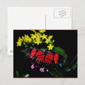 Carte Postale Papillon (Devant / Derrière)