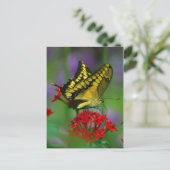 carte postale papillon (Debout devant)