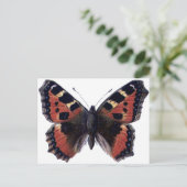 Carte Postale Papillon (Debout devant)