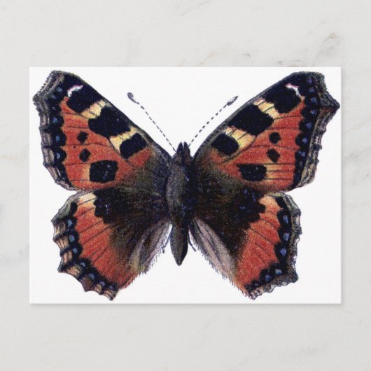 Carte Postale Papillon (Devant)