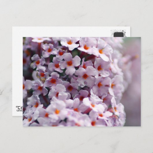 Carte Postale Papillon (Devant / Derrière)