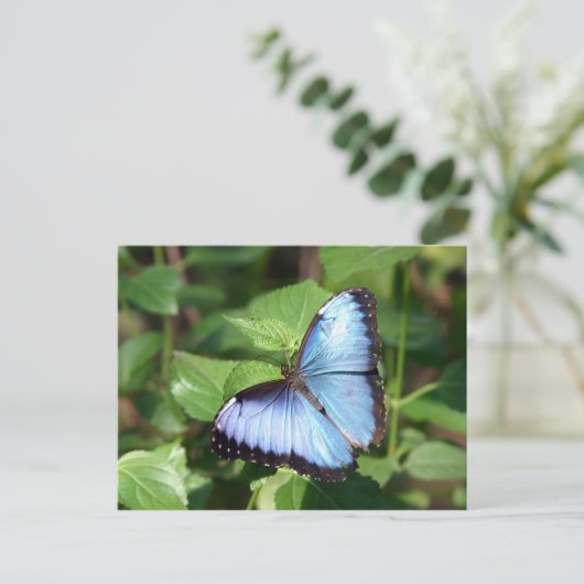 Carte Postale papillon (Debout devant)