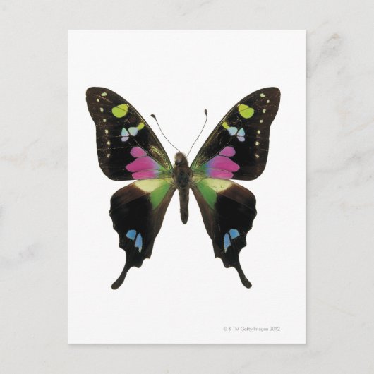 Carte Postale Papillon (Devant)