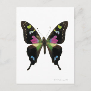 Carte Postale Papillon