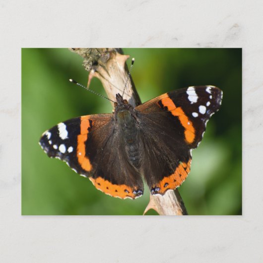 Carte Postale Papillon (Devant)