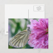 Carte postale papillon (Devant / Derrière)