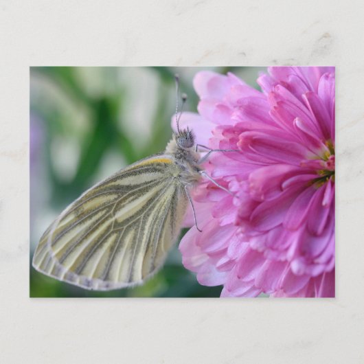 Carte postale papillon (Devant)