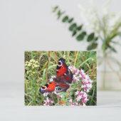 Carte Postale Papillon (Debout devant)