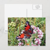 Carte Postale Papillon (Devant / Derrière)