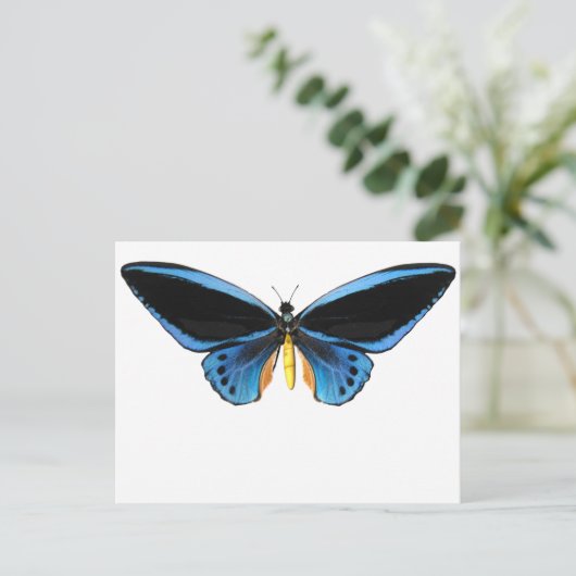 Carte Postale Papillon (Debout devant)