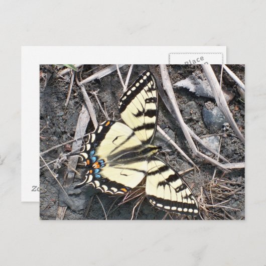 Carte postale papillon (Devant / Derrière)