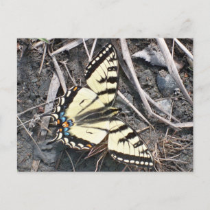 Carte postale papillon