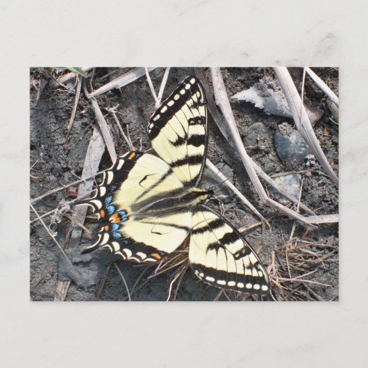 Carte postale papillon (Devant)