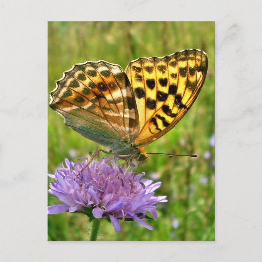 Carte Postale Papillon (Devant)