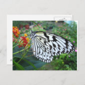 Carte postale papillon (Devant / Derrière)