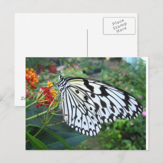 Carte postale papillon (Devant / Derrière)